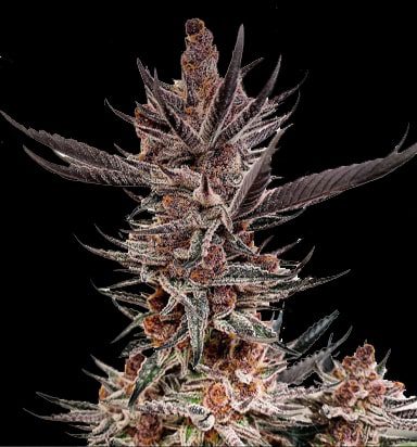 Dark background and up close image of Premium marijuana the strain is called the tropicana cookies