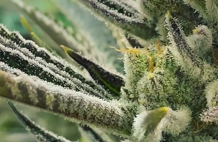 up close cannabis flower image