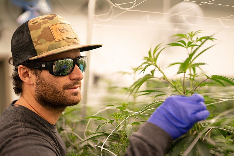 Billo marijuana grow operation