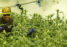 Weed grower examine buds in grow room