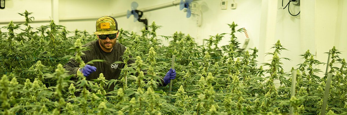 Weed grower examine buds in grow room